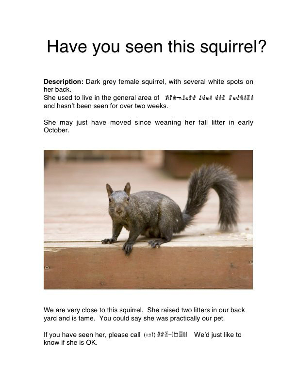 Lost squirrel poster