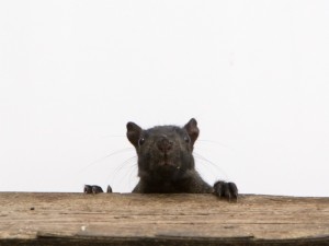 Oh hai, I'm here for the photo shoot.  You pay in  sunflower seeds right? How many do I get...?