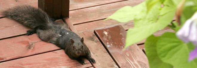 Momma squirrel lounging on the deck.