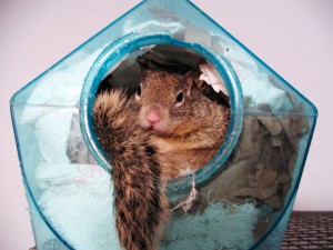 Fizzle in her nesting box. © Donna Burt, used with permission.