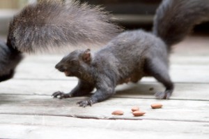 Fighting over almonds.