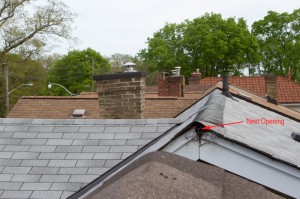 The nest opening squirrels were using to get into my neighbour's soffits. Our roof is in the foreground in brown.