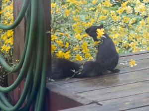 Hey what's this yellow fing? Wonder if I can eat it?