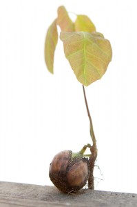 A sprouting acorn I accidentally pulled up while weeding.  It has since been replanted in the forest near our house.