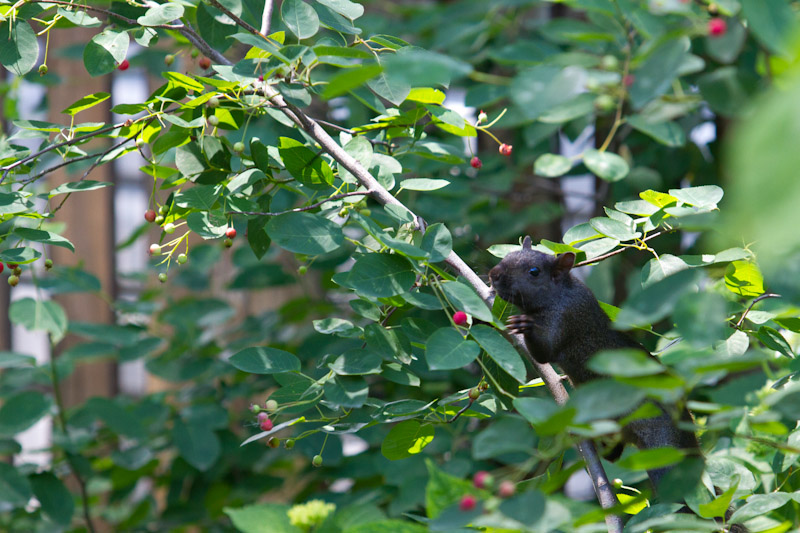 Squirrel picking serviceberries.