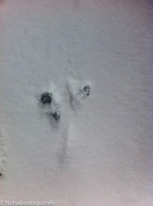 Tracks showing the dragging tail and leg injuries.