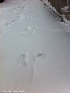 Tracks showing the dragging tail and leg injuries.