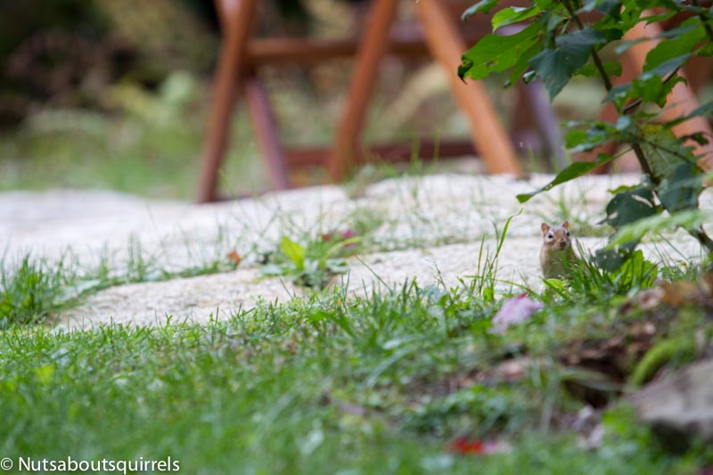 Tentative chipmunk checks out human near his feeding ground before approaching.